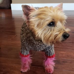American Eagle Outfitters Dog sweater🐕❤